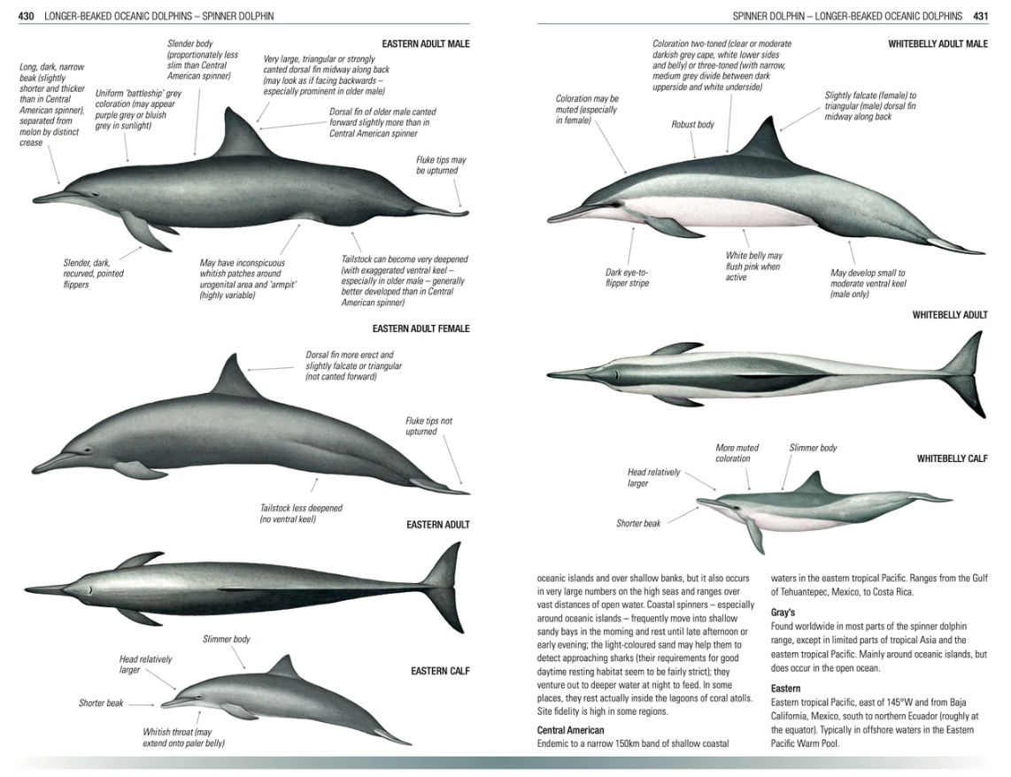 Handbook of Whales, Dolphins and Porpoises